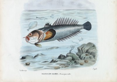Atlantische Sterrenkijker, 1863-79 door Raimundo Petraroja
